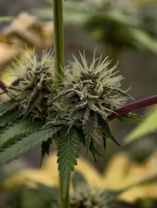 F026 Dutch Passion test strain. Week 7