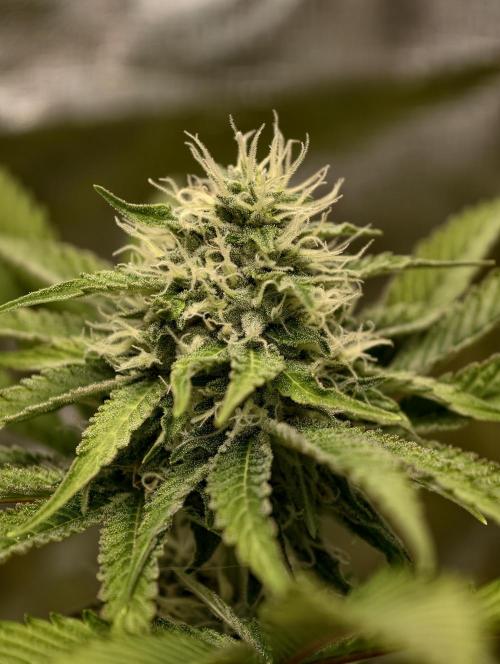 F026 Dutch Passion test strain. Week 7