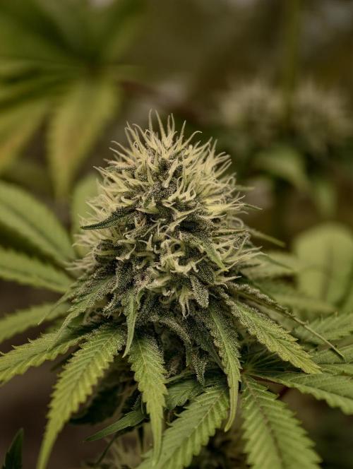 F026 Dutch Passion test strain. Week 7