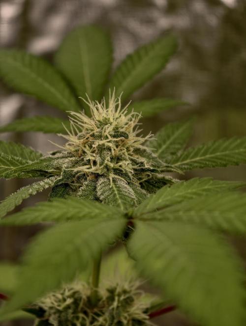 F027 Dutch Passion test strain. Week 7