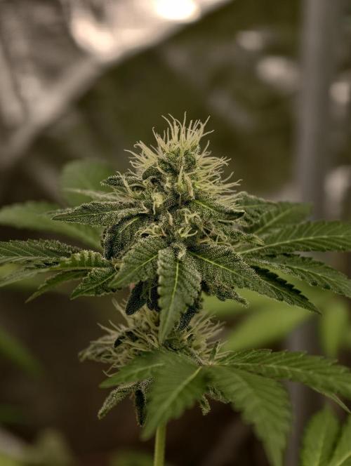F027 Dutch Passion test strain. Week 7
