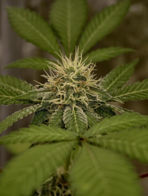 F027 Dutch Passion test strain. Week 7