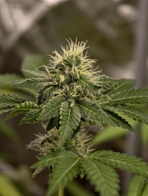 F027 Dutch Passion test strain. Week 7