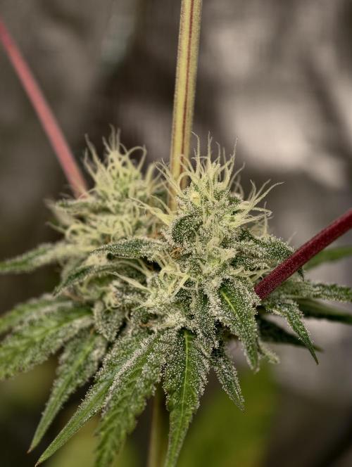 F028 Dutch Passion test strain. Week 7