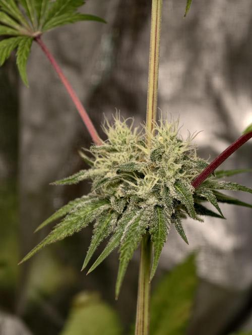 F028 Dutch Passion test strain. Week 7