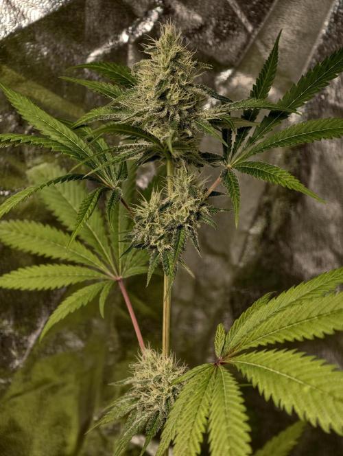 F028 Dutch Passion test strain. Week 7