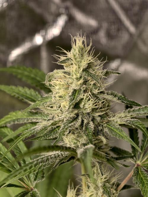 F028 Dutch Passion test strain. Week 7