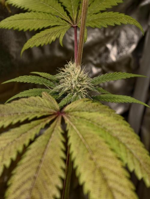 F028 Dutch Passion test strain. Week 7