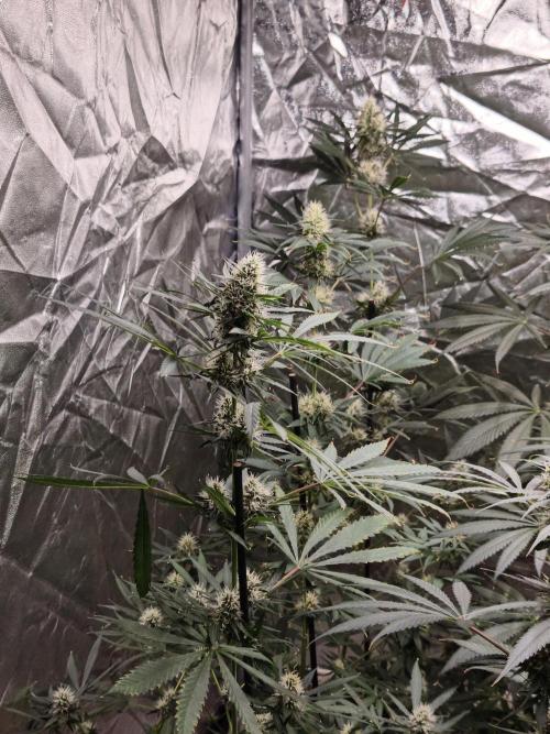 Poison cookies. Week 8