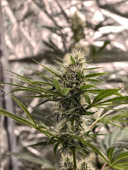Poison cookies. Week 8