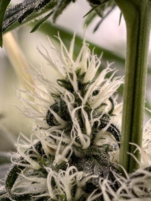 Poison cookies. Week 8
