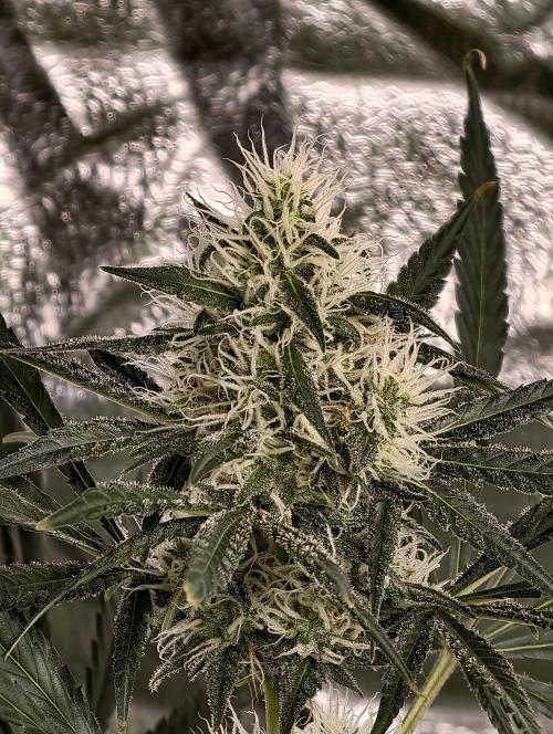 Poison cookies. Week 8