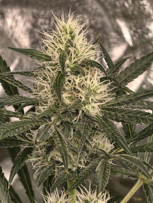 Poison cookies. Week 8