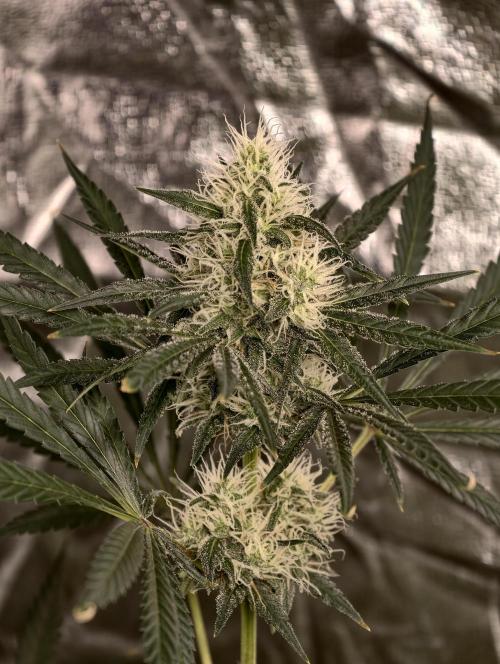 Poison cookies. Week 8
