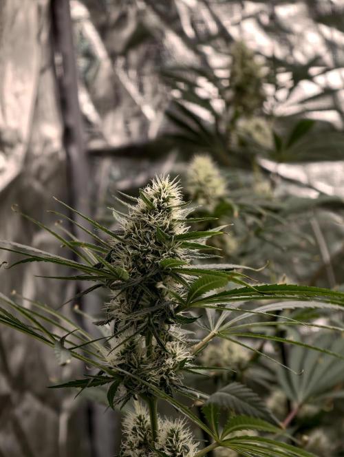 Poison cookies. Week 8