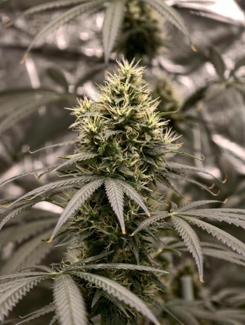 Orange Biscuit. Week 8