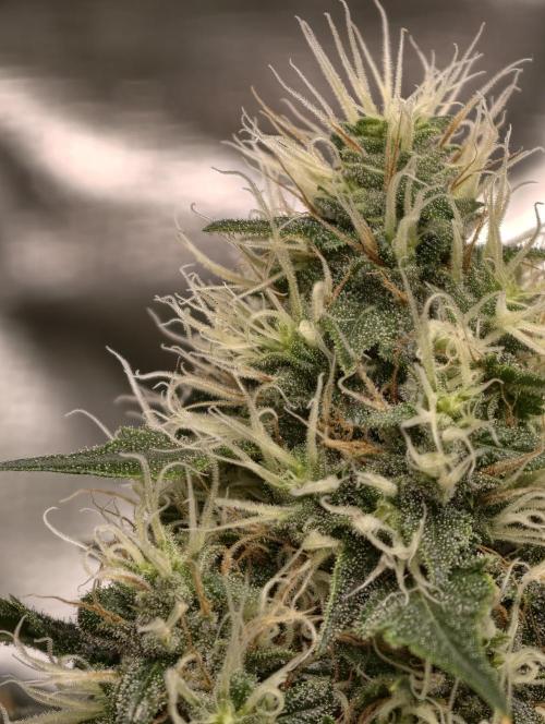 Orange Biscuit. Week 8