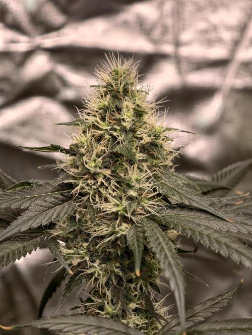 Orange Biscuit. Week 8
