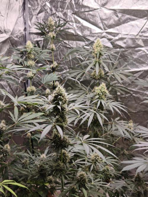 Orange Biscuit. Week 8
