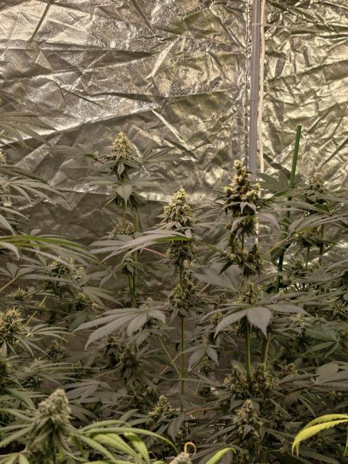 F001 Dutch Passion test strain. Week 9