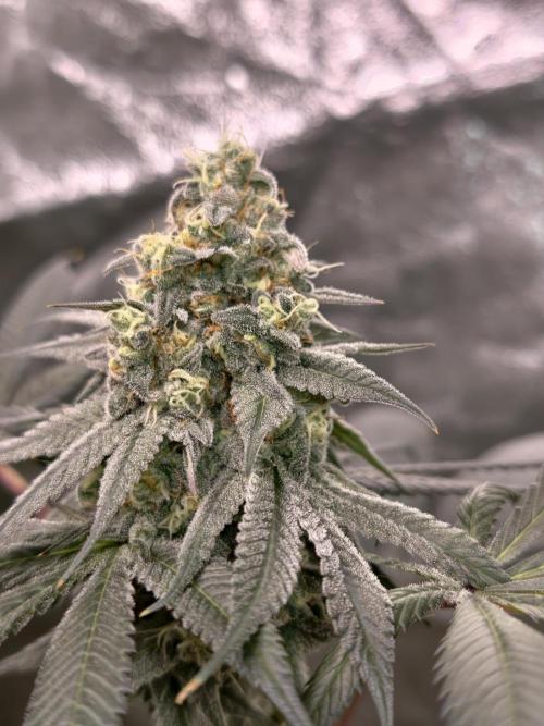 F001 Dutch Passion test strain. Week 9