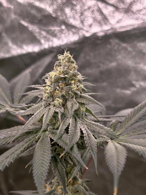 F001 Dutch Passion test strain. Week 9