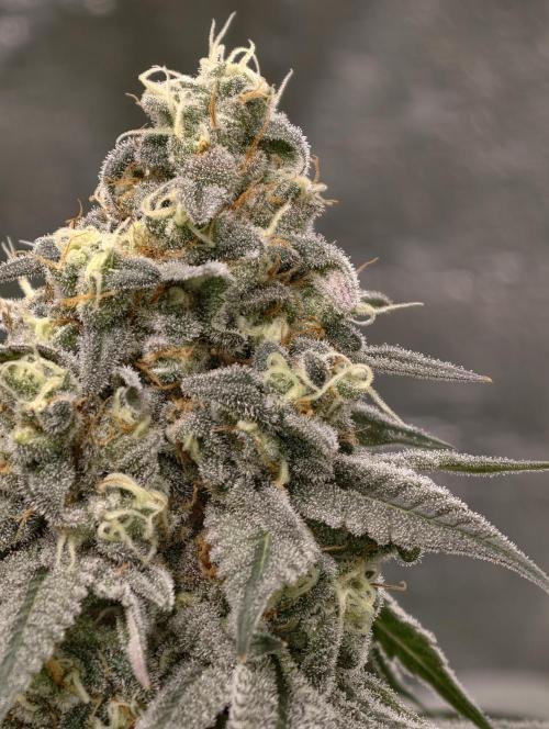 F001 Dutch Passion test strain. Week 9