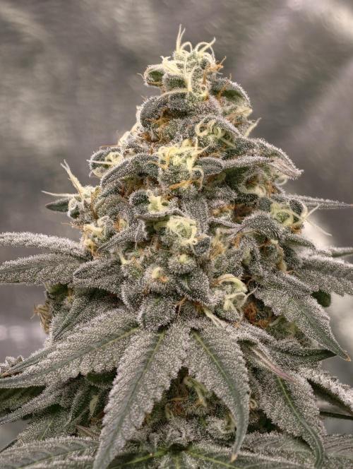 F001 Dutch Passion test strain. Week 9