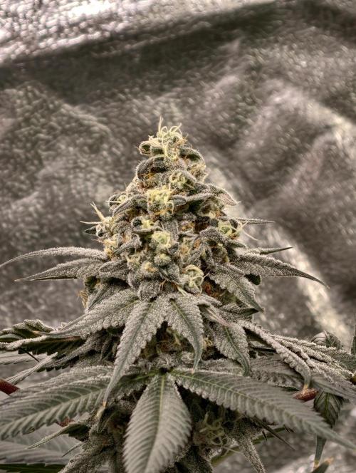 F001 Dutch Passion test strain. Week 9