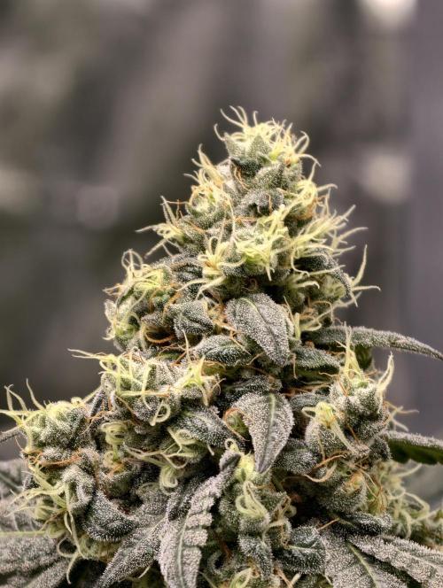 F001 Dutch Passion test strain. Week 9