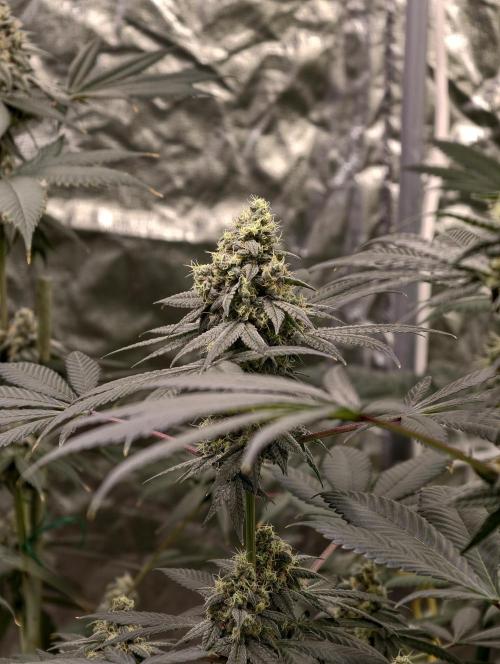 F001 Dutch Passion test strain. Week 9