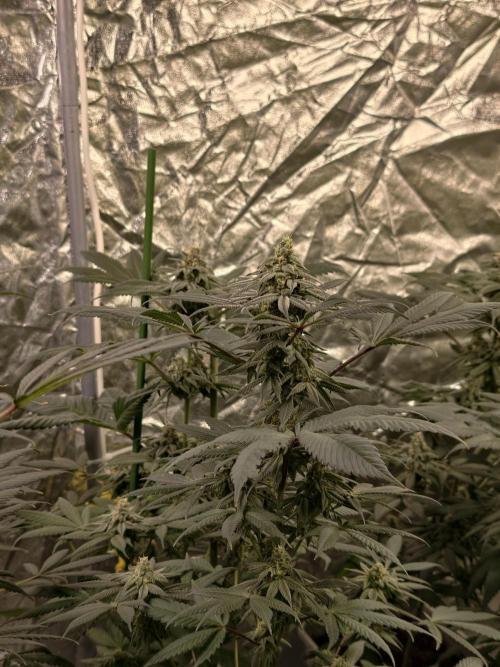 F002 Dutch Passion test strain. Week 9