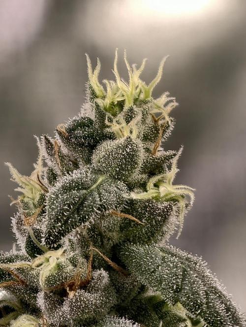 F002 Dutch Passion test strain. Week 9