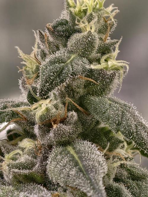 F002 Dutch Passion test strain. Week 9