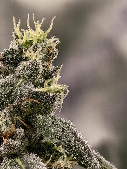 F002 Dutch Passion test strain. Week 9