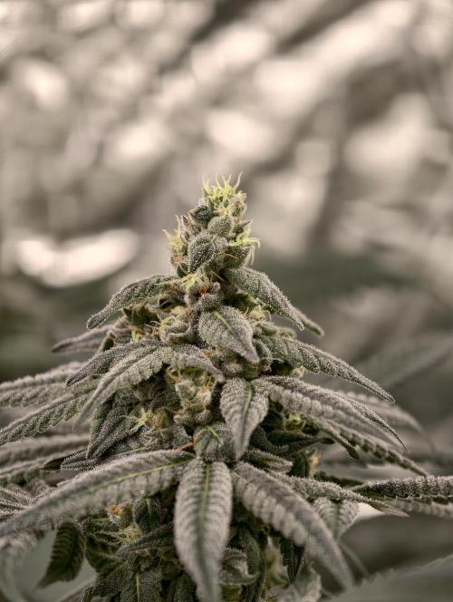 F002 Dutch Passion test strain. Week 9