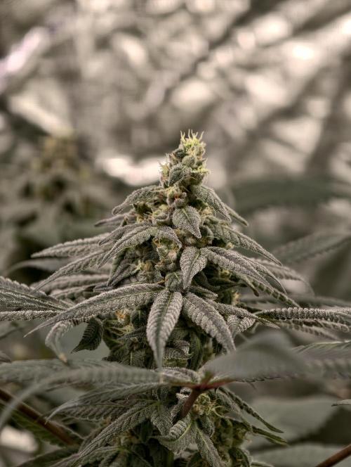 F002 Dutch Passion test strain. Week 9