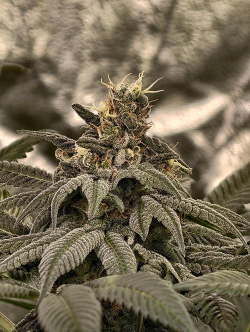 F002 Dutch Passion test strain. Week 9