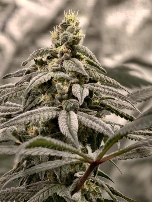 F002 Dutch Passion test strain. Week 9