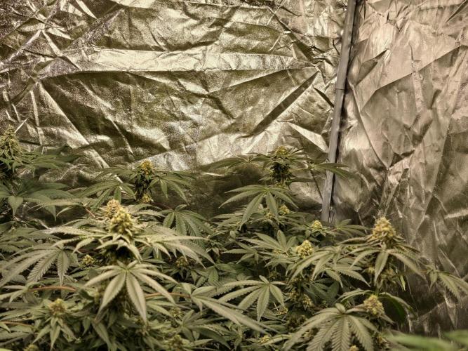 F008 Dutch Passion test strain. Week 9
