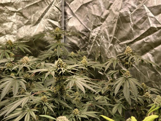 F008 Dutch Passion test strain. Week 9
