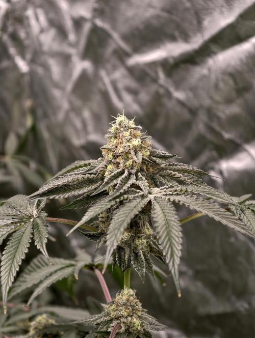 F008 Dutch Passion test strain. Week 9