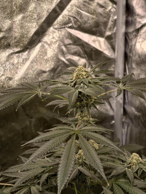 F008 Dutch Passion test strain. Week 9