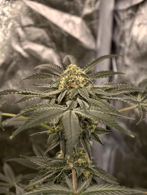 F008 Dutch Passion test strain. Week 9