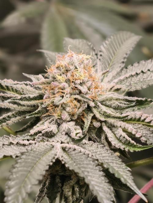 F008 Dutch Passion test strain. Week 9