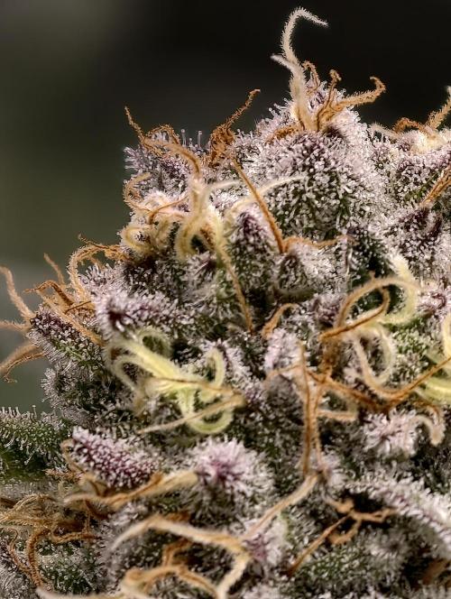 F008 Dutch Passion test strain. Week 9
