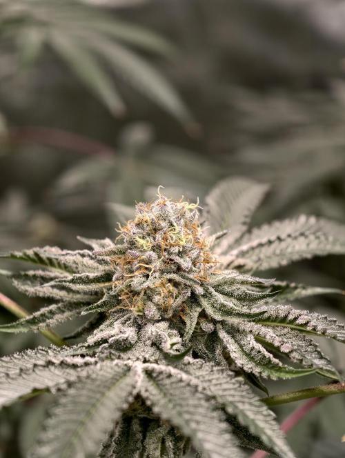 F008 Dutch Passion test strain. Week 9