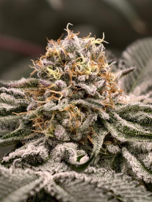 F008 Dutch Passion test strain. Week 9
