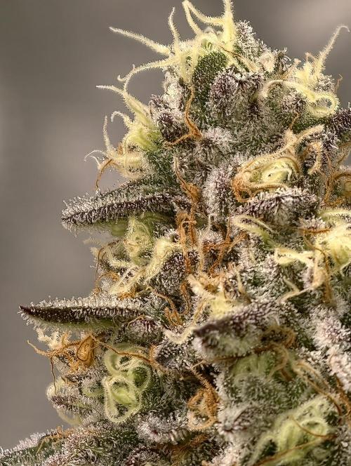 F008 Dutch Passion test strain. Week 9