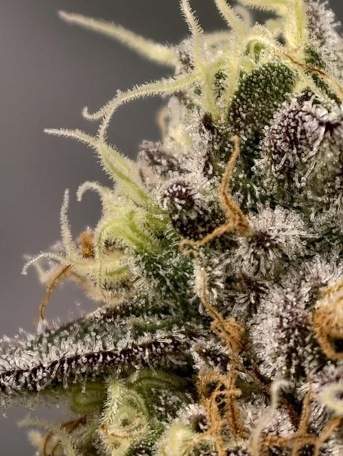 F008 Dutch Passion test strain. Week 9